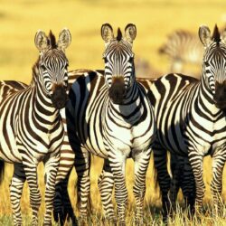 Burchell’s Zebras Masai Mara Kenya Wallpapers