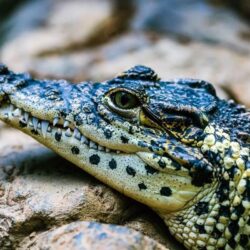 Crocodile Wallpapers for Android