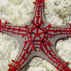 Sea Star Zanzibar Africa Diving Tourism Underwater Fish 5k Wallpapers