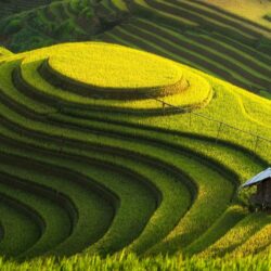Green Farm, Vietnam Wallpapers 4K UHDTV Resolution
