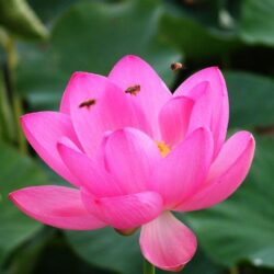 Lotus Flowers Flower Nice Wallpapers, HQ Backgrounds