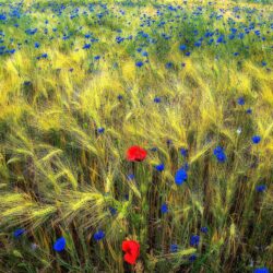 Wildflowers in Ukraine wallpapers and image