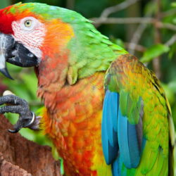 Green Red Macaw Wallpapers 4