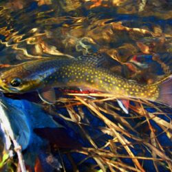 48+] Brook Trout Wallpapers