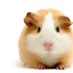 55 Guinea Pig HD Wallpapers