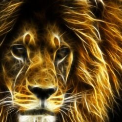 30 Undomesticated Lion Wallpapers