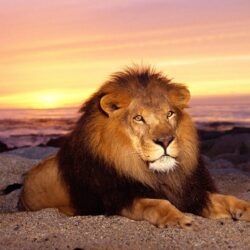 Lion Animal Wallpapers Desktop Pictures 2469 Full HD Wallpapers