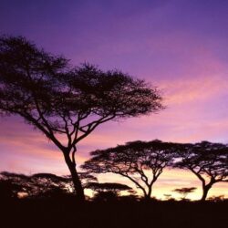 Sky: Sunset Africa Pink Tanzania Trees Colors Purple Sky Wallpapers