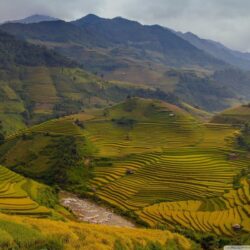 Rice Terraces Vietnam HD desktop wallpapers : High Definition