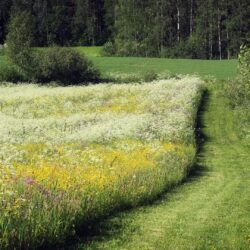 Wallpaper’s Collection: «Meadow Wallpapers»