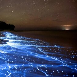 Sea of Stars on Vaadhoo Island []