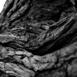 Download Tree Bark, Root, Monochrome Wallpapers