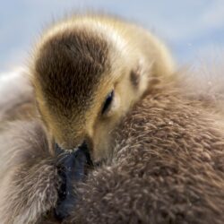 Fluffy Goose