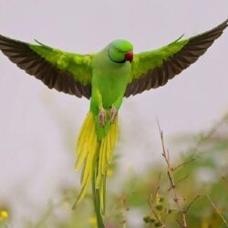 Parrot Wallpapers