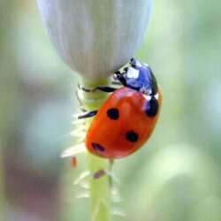 Beautiful Ladybird beetle photos