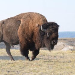 Wild Bison New HD Wallpapers 2013