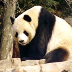 Giant Panda Wallpapers and backgrounds