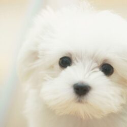 Collection of Cute Puppies Wallpapers on HDWallpapers