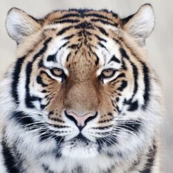 Tigers,Cheetahs,Leopards Wallpapers & HD Desktop Backgrounds