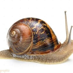 Free Snail, Download Free Clip Art, Free Clip Art on Clipart