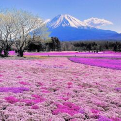 Pink flower field and Mount Fuji wallpapers