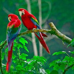 Macaw Wallpapers