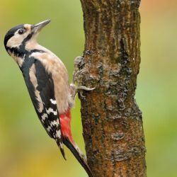 Woodpecker Wallpapers 17
