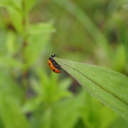 Elytron, Ladybug, Beetle, Coccinellidae, green color, animal themes