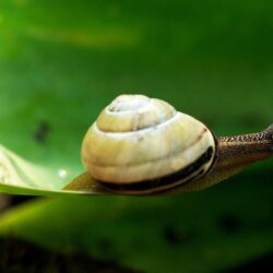 Snail Wallpapers Snail Live Image HD Wallpapers SHXimaI Graphics