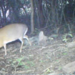 Extinct’ deer small enough to hold in one hand reappears in