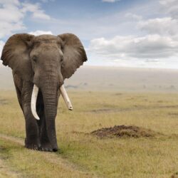 Fonds d&Elephant : tous les wallpapers Elephant