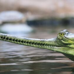 2 Gharial HD Wallpapers