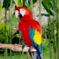 Macaw Wallpapers 13