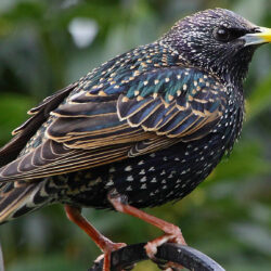 Starling by Tim Felce HD Wallpapers