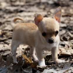 Chihuahua puppy on leaves wallpapers and image