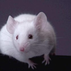 White Rat wallpapers Animals