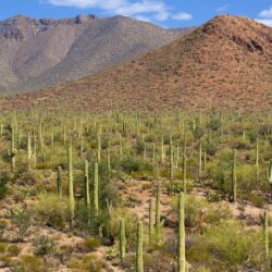 Mountain Pictures: View Image of Saguaro National Park
