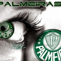 Palmeiras HD Wallpapers