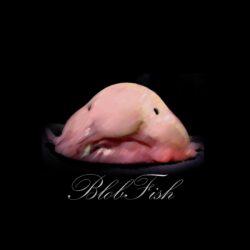 Blob Fish Backgrounds Hd Wallpapers