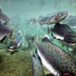 39+] Salmon Fishing Wallpapers