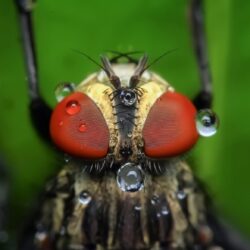 Housefly with Red Eyes