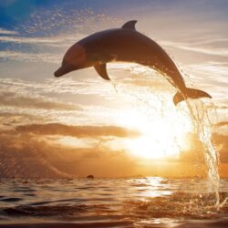 175 Dolphin Wallpapers