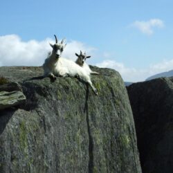 Mountain goats Wallpapers HD Download