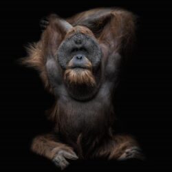 Orangutan wallpapers desktop backgrounds