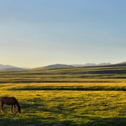 horse kyrgyzstan song kul plains Wallpapers HD / Desktop and Mobile