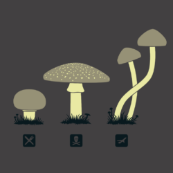 Mushrooms : wallpapers