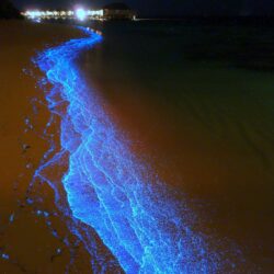 Bioluminescent phytoplankton beach, Dusit Thani, Mudhdhoo Island