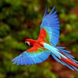 Flying Macaw