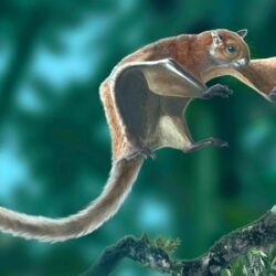 World’s Oldest Flying Squirrel Fossil Discovered