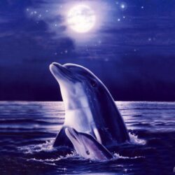 Dolphin Wallpapers 10 Backgrounds